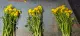 mecna-flowermatic-05.jpg mecna-flowermatic-05.jpg